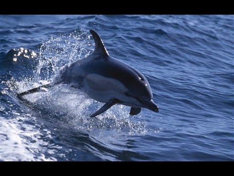 Dolphins - Čiovo Island near Split