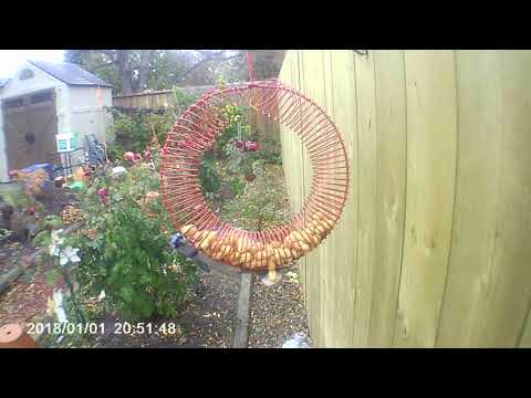 Blue Jay Grabs Two Peanuts
