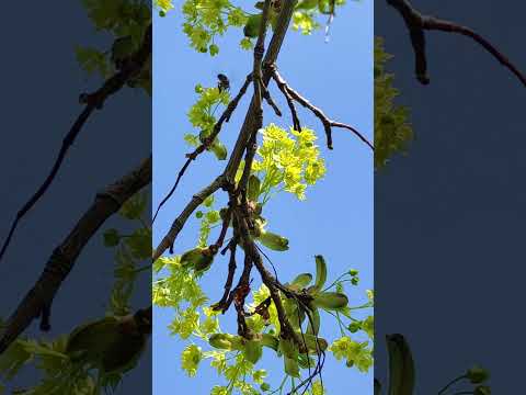 Пчеловодство. Зацвёл клён. Апрельские медоносы. #медоносы.