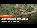 Kelaparan Monyet Liar Masuk Ke Permukiman Warga Di Tuban Dan Ganggu Hewan Ternak Liputan 6