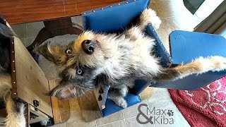 Dogs with megaesophagus get into Bailey chairs and eat