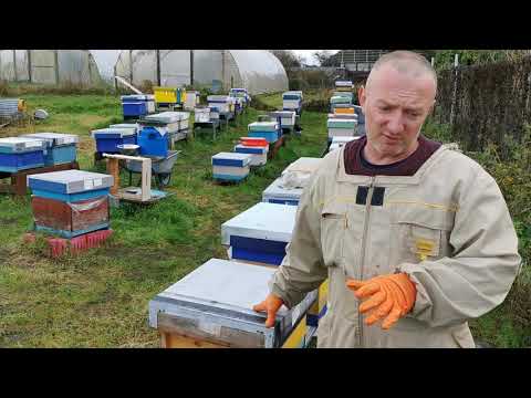 Preparing bee colonies for the winter