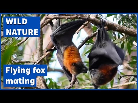 Flying foxes mating [Grey-headed flying fox - Pteropus poliocephalus]