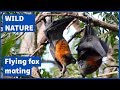 Flying foxes mating [Grey-headed flying fox - Pteropus poliocephalus]