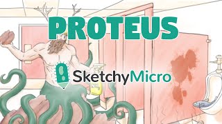 Proteus - SketchyMicro / Sketchy Medical (USMLE Step 1)