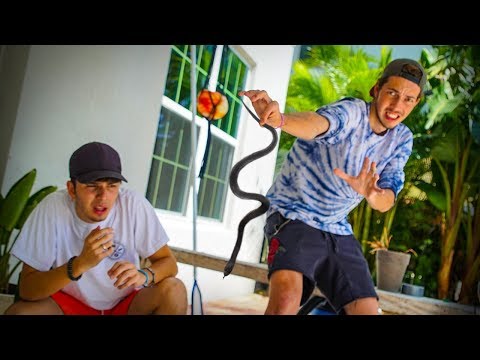 CAPTURAMOS UMA COBRA VENENOSA QUE INVADIU NOSSA CASA! ‹ NeagleHouse ›