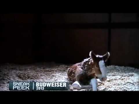 2013  Budweiser Super Bowl Commercial...behind the scenes