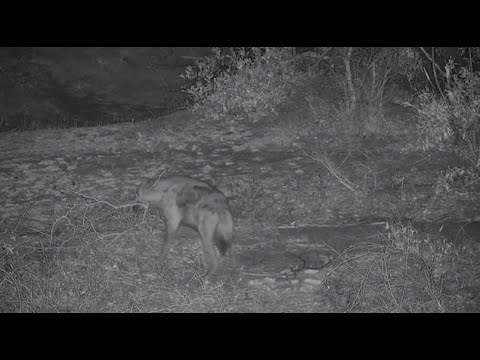 Djuma: Lone Hyena walks by and across the dam wall - 00:05 - 09/28/20