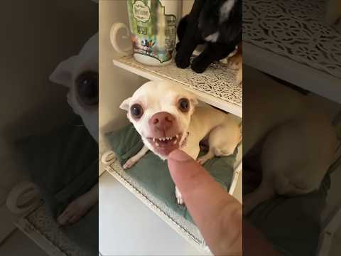 Niki is the most celebrity chihuahua in🐕🙉😿