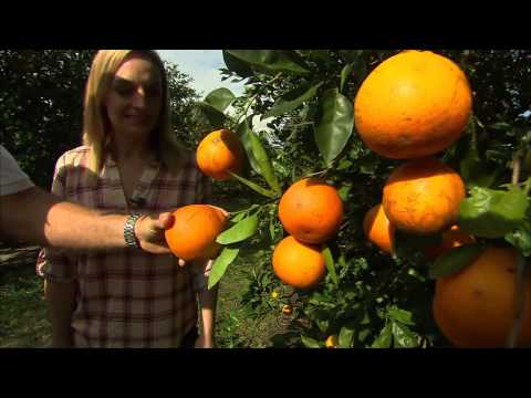 Countryside Family Farms