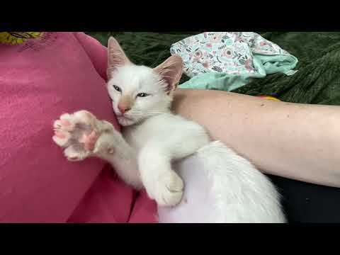 Cuddles and Purrs From Flame Point Siamese Foster Kitten