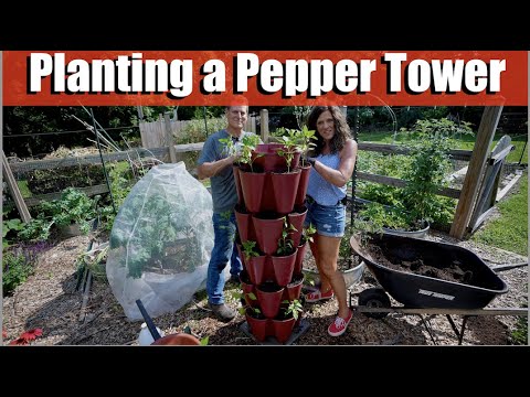 , title : 'How to Plant 24 Pepper Plants in a Tower in a Small Space / CaliKim at The Rusted Garden Homestead'