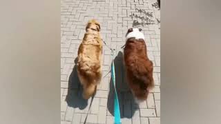 Dogs in sync walking