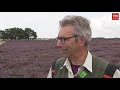 Het Balloërveld staat in bloei!