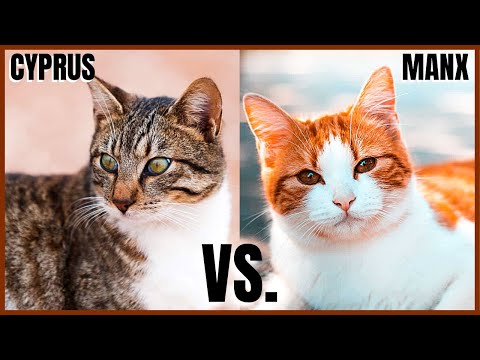 Cyprus Cat VS. Manx Cat