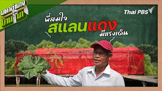 Sister Somjai, with her red shade cloth, has the strength to walk | Secret recipe from the countr...