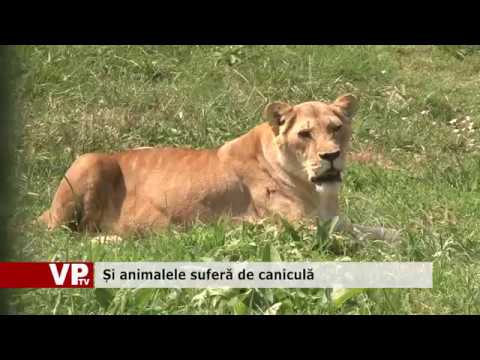 Și animalele suferă de caniculă