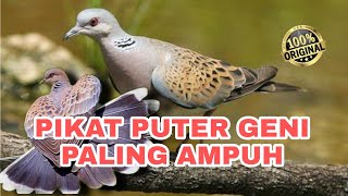 Download lagu Suara pikat puter geni ampuh 100% ⭕🔥 mp3 Download lagu Suara pikat puter geni ampuh 100% ⭕🔥 mp3