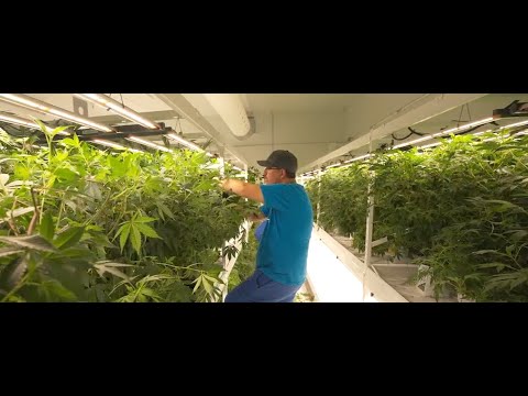 VULCAN  SQUAD  HELPING CLIENTS