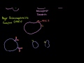 Professional Antigen Presenting Cells (APC) and MHC II Complexes Video Tutorial