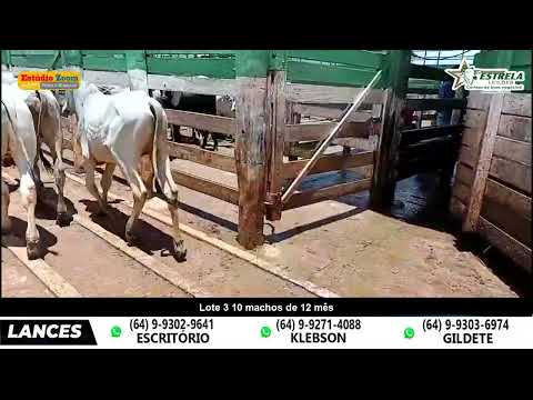 Lote 3 - Leilão Estrela - Morrinhos - Go - apartir das 19 hs - 10/02/2026
