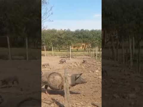 Sítio à Venda com 1.5 Alqueires em Guapirama - PR📌 $r450mil