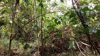 Download lagu #Merbah Lekir Suara Emas #Jebak Baru #Vlog 5 mp3 Download lagu #Merbah Lekir Suara Emas #Jebak Baru #Vlog 5 mp3