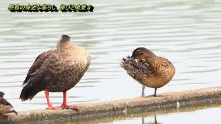 旅鳥シマアジ♀幼鳥の水浴びとストレッチ Garganey 20250909