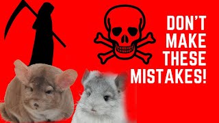 5 ways to KILL your chinchilla (don&#39;t make these mistakes)