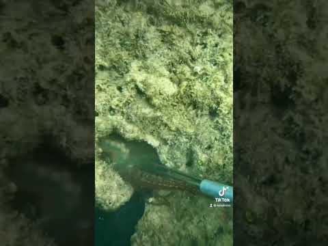 TAKO DIVING IN HAWAII🤯🐙