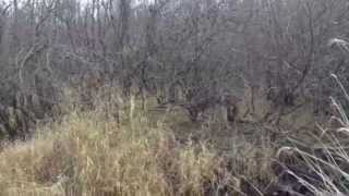Along the stream 6 'streamwalk chairathon' wild deer