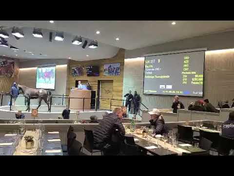 ACJC's foal sold at Inglis Gold Yearling Sale Oakland Junctions