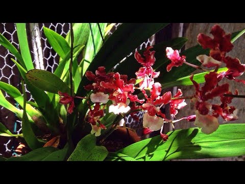 Que substrato usar junto com a pedra brita ,orquidea chocolate, Sharry Baby,🙏🥰😘...