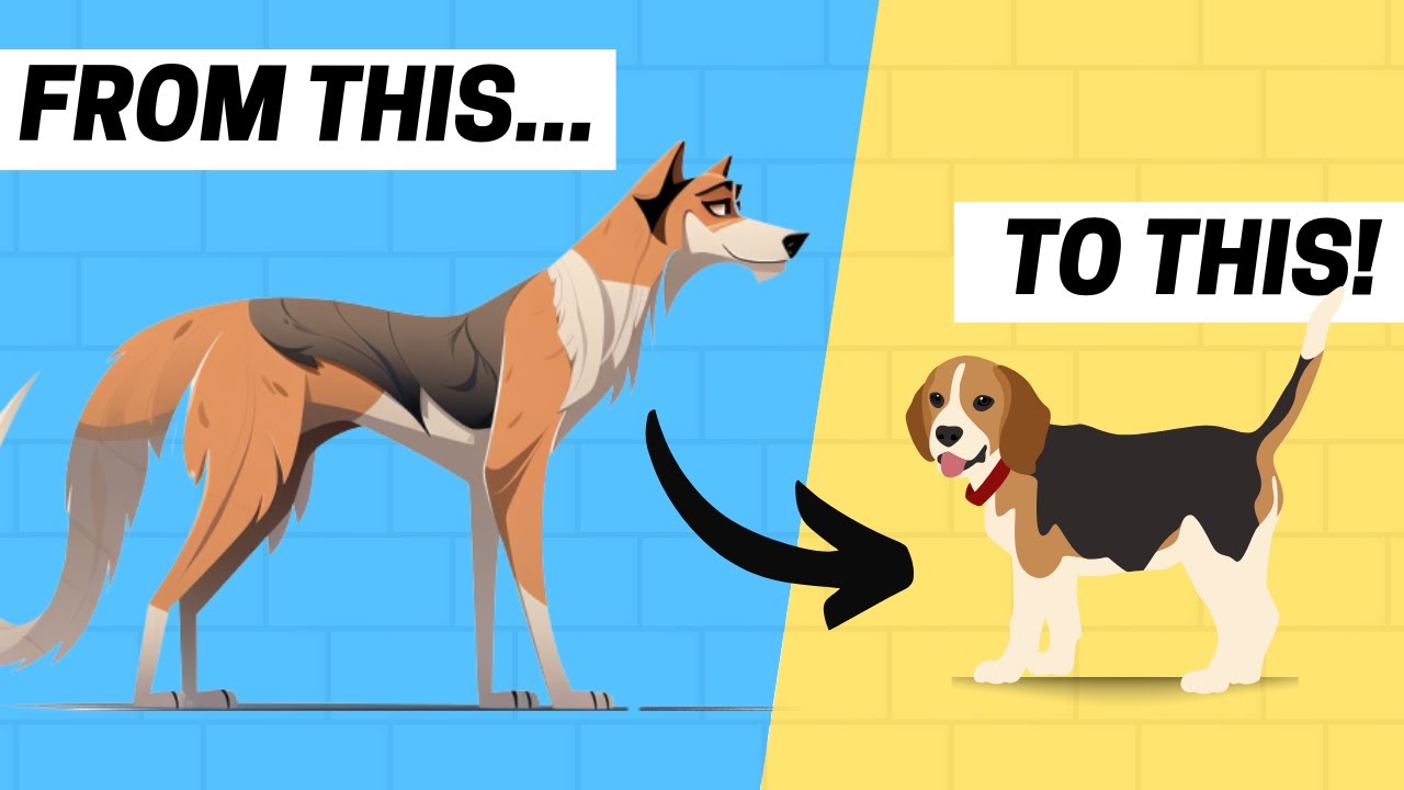 How did beagles come to America?