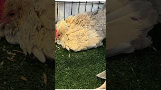 My pet chicken