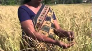 preview picture of video 'Weeding out weedy rice in Sri Lanka'