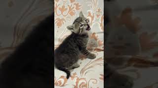 mi gatito bebé hizo esto y me derritio 🙈 🥰😻 #cat #yosoydelos7mil #kitten #elpersonajedelasemana
