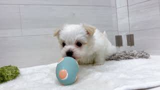 ハーフ犬の動画01