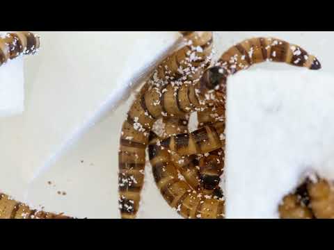 Superworms capable of munching through plastic waste