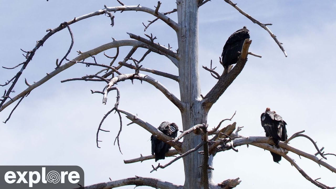 Live webcam view of Condor Pen Cam