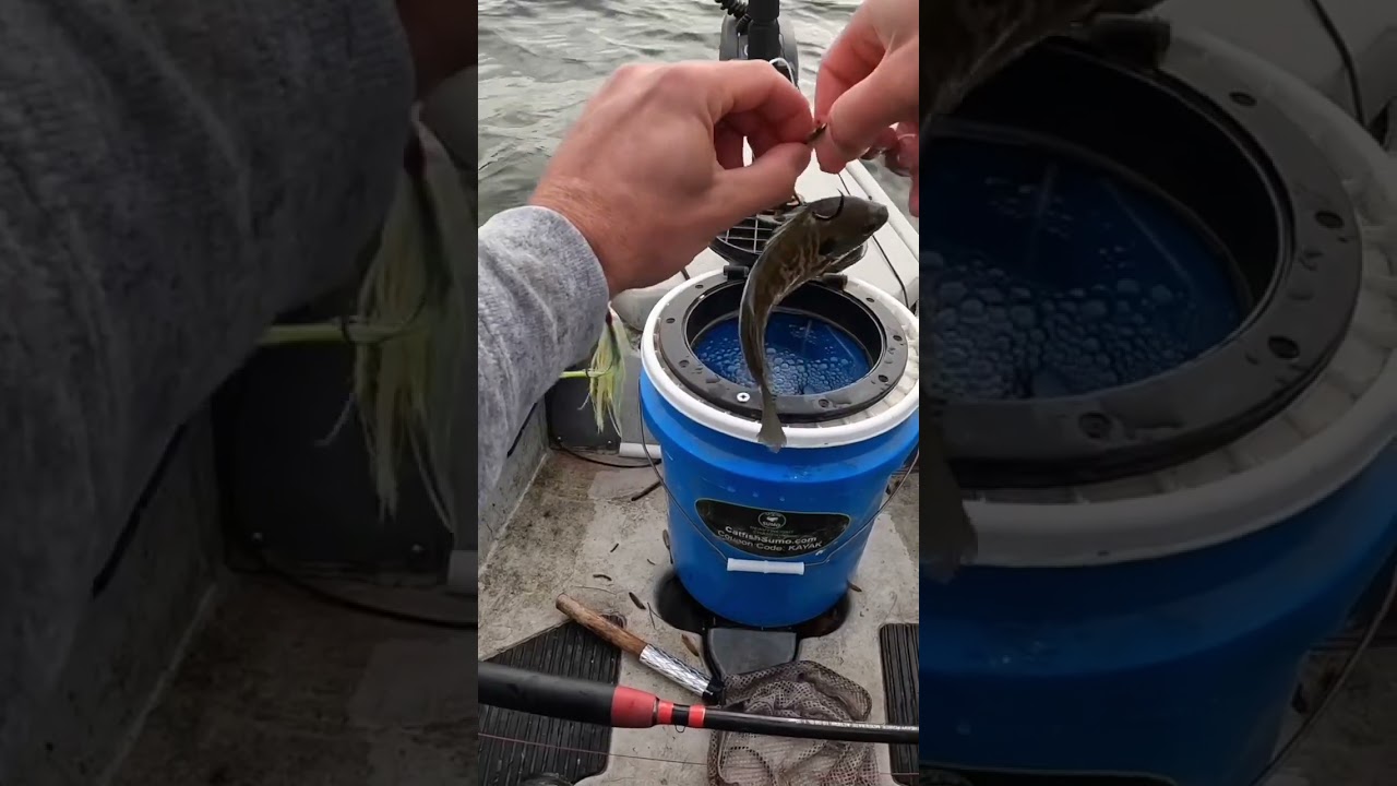 What is the best live bait for channel catfish? Tipseri