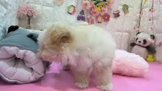 ハーフ犬の動画01