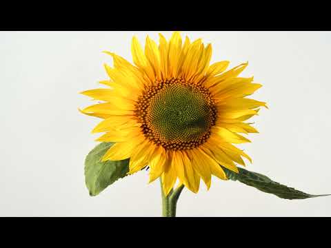 Sunflower opening time lapse. Filmed over 10 days. 4K