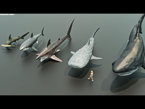 Living & Extinct Sharks size comparison 