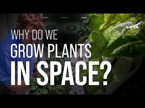 Why Do We Grow Plants in Space? We Asked a NASA Expert