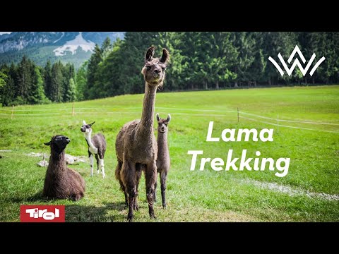 Lama-Trekking in der Region Wilder Kaiser