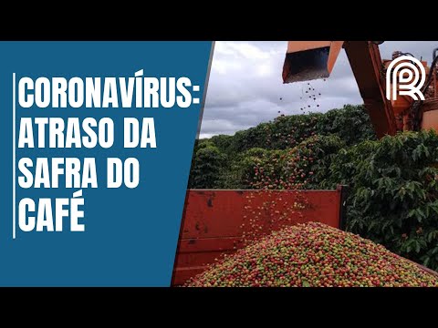 Cafeicultores calculam perdas com possível atraso na colheita