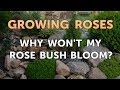 Why Won't My Rose Bush Bloom?