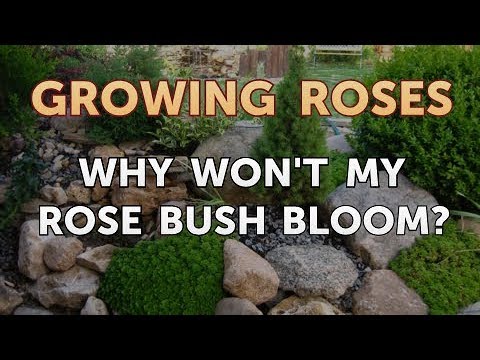 How to Take Care of a Mini Rose Plant