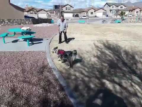 2021-0124: Lightning, Super Fast Ball Fetcher